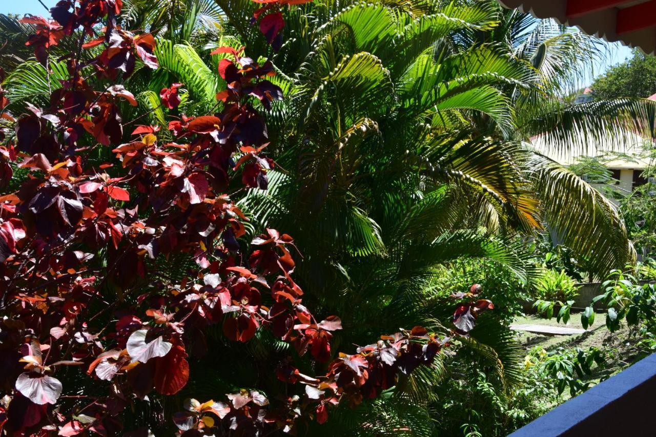 Jardin Sur Mer Terre-De-Haut Dış mekan fotoğraf
